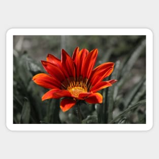 Red Gazania Flower Sticker